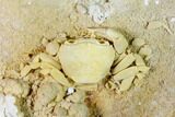 Fossil Crab (Potamon) Preserved in Travertine - Turkey #146289-2